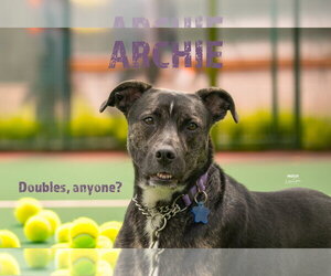 Mutt Dogs for adoption in Woodbury, NY, USA