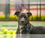 ARCHIE - Male Mutt Dog for Adoption - Small photo