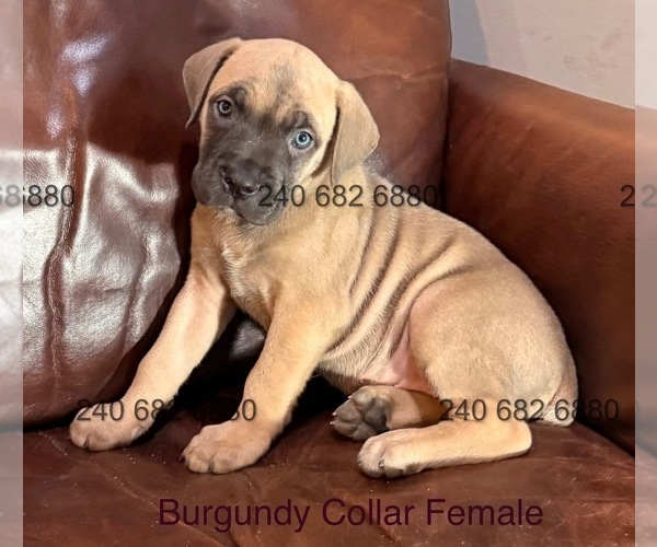 Medium Photo #16 Cane Corso Puppy For Sale in LA PLATA, MD, USA