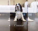 Small Photo #3 English Springer Spaniel Puppy For Sale in BAYVIEW, TX, USA