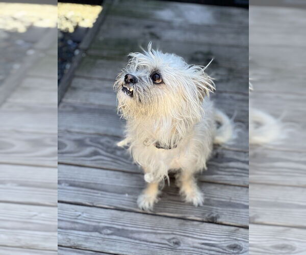 Medium Photo #8 Lhasa Apso Puppy For Sale in Dana Point, CA, USA