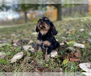 Cavalier King Charles Spaniel Puppy for sale in JACKSON, OH, USA