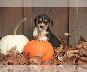 Beagle Puppy for sale in PINE GROVE, PA, USA