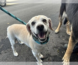 Beagle-Unknown Mix Dogs for adoption in Rancho Cucamonga, CA, USA