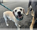 BENTLEY - Male Beagle-Unknown Mix Dog for Adoption - Small photo