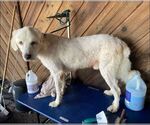Small #14 Great Pyrenees Mix