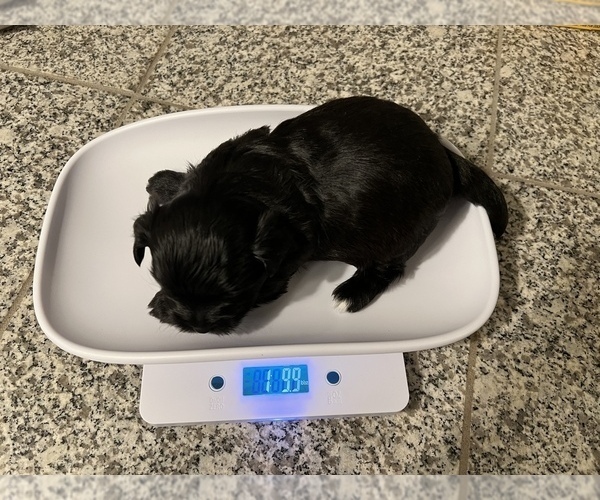 Medium Photo #8 Havashu-YorkiePoo Mix Puppy For Sale in WICHITA, KS, USA