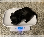 Small Photo #8 Havashu-YorkiePoo Mix Puppy For Sale in WICHITA, KS, USA