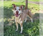 Small American Pit Bull Terrier Mix