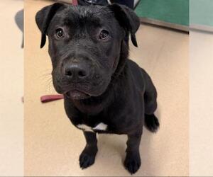 Labrador Retriever-Unknown Mix Dogs for adoption in Placerville, CA, USA