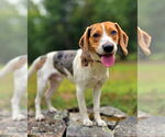 Small #1 Beagle Mix