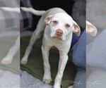 Small #3 Labrador Retriever Mix