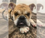 Small #3 English Bulldog
