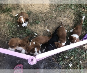 Basset Hound Puppy for sale in LEONARDTOWN, MD, USA