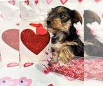 Small Photo #2 Yorkshire Terrier Puppy For Sale in NORMAN, OK, USA