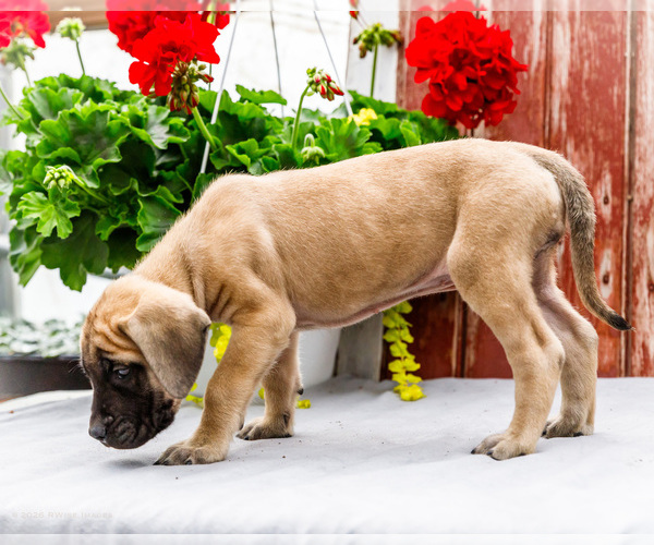 Medium Photo #43 Mastiff Puppy For Sale in WAKARUSA, IN, USA