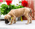 Small Photo #43 Mastiff Puppy For Sale in WAKARUSA, IN, USA