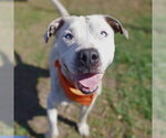 Small American Staffordshire Terrier Mix