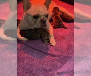 French Bulldog Puppy for sale in HENDERSON, NV, USA