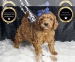 Small Photo #67 Cavapoo Puppy For Sale in WARSAW, IN, USA
