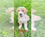 Puppy Puppy 6 Aussiedoodle-Poodle (Standard) Mix