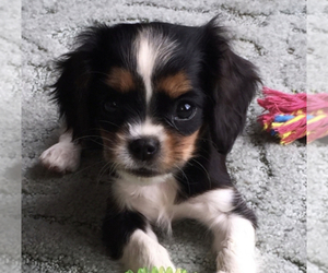 Cavalier King Charles Spaniel Puppy for sale in MATTOON, IL, USA