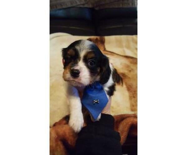 Medium Photo #2 Cavalier King Charles Spaniel Puppy For Sale in ALVARADO, TX, USA