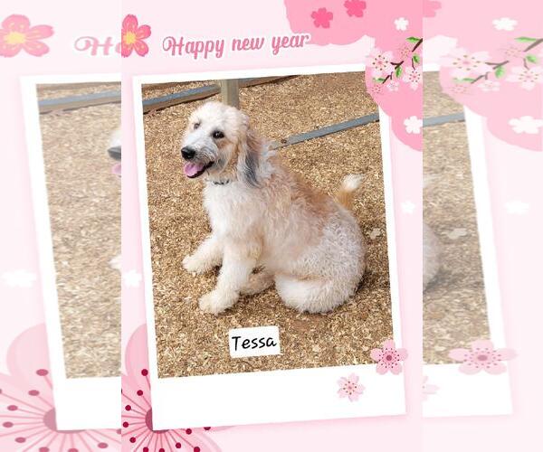 Medium Photo #1 Mutt Puppy For Sale in Granbury, TX, USA