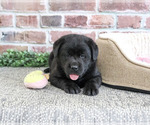 Small #4 Labrador Retriever