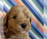Puppy Art Goldendoodle
