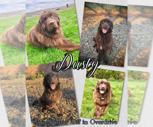 Father of the Newfoundland puppies born on 05/09/2025