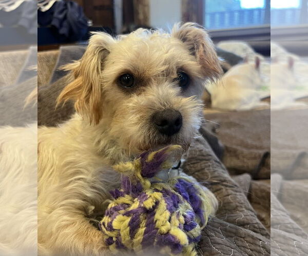 Medium Photo #2 Maltese-Unknown Mix Puppy For Sale in Bellevue, WA, USA