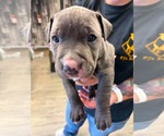 Small American Staffordshire Terrier Mix