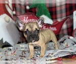 Puppy 2 French Bulldog