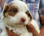 Small #10 Bernedoodle (Miniature)