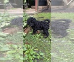 Small Photo #4 Aussiedoodle Puppy For Sale in ASHEVILLE, NC, USA