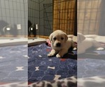 Small Photo #3 Labrador Retriever Puppy For Sale in MUKWONAGO, WI, USA