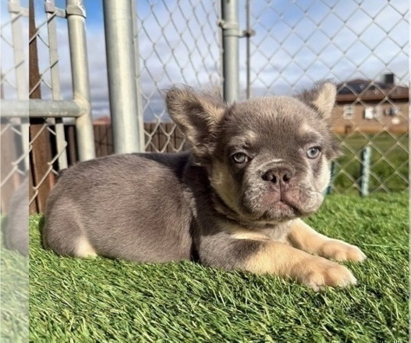 Medium Photo #13 French Bulldog Puppy For Sale in MONTE SERENO, CA, USA