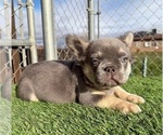 Small #12 French Bulldog