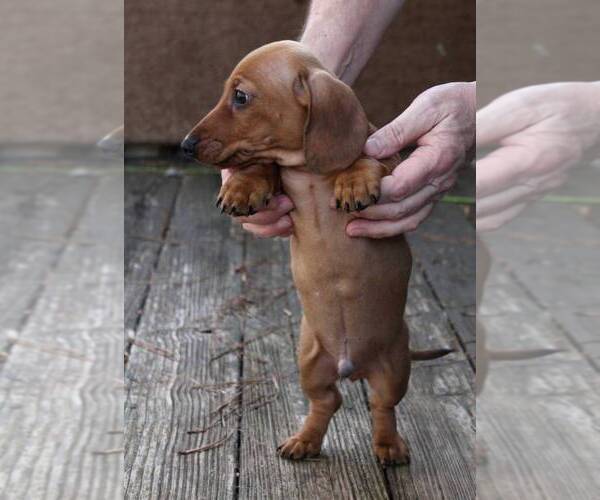 Medium Photo #3 Dachshund Puppy For Sale in AUSTELL, GA, USA
