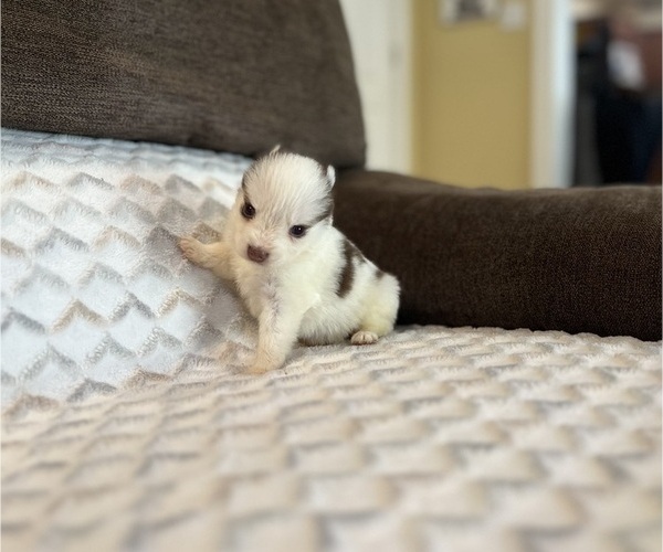 Medium Photo #4 Pomsky Puppy For Sale in DRACUT, MA, USA