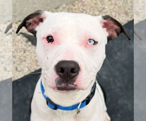 Mutt Dogs for adoption in Jefferson, WI, USA