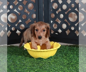 Dachshund Puppy for sale in MOUNT VERNON, OH, USA