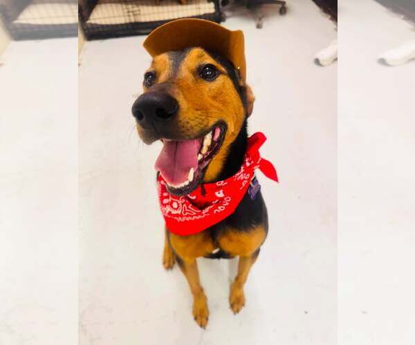Medium Photo #2 Doberman Pinscher-Unknown Mix Puppy For Sale in Houston, TX, USA