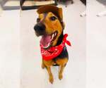 Small #1 Doberman Pinscher Mix