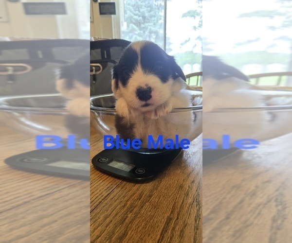 Medium Photo #39 English Shepherd Puppy For Sale in NEW CASTLE, IN, USA