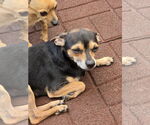 Small #7 Chihuahua