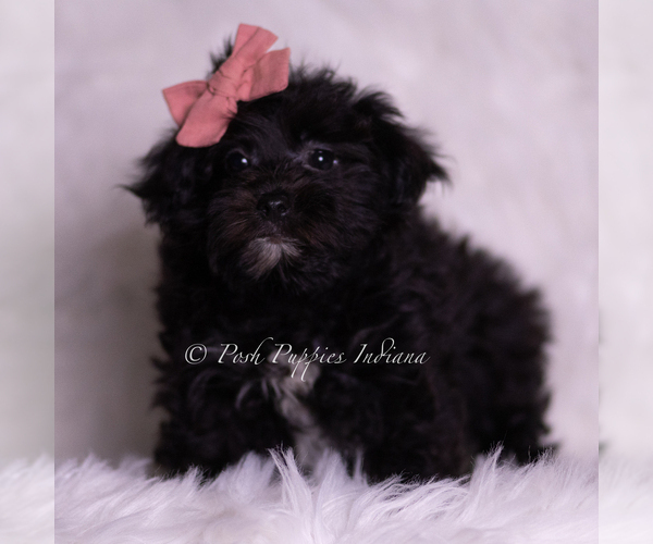 Medium Photo #4 Morkie Puppy For Sale in WARSAW, IN, USA