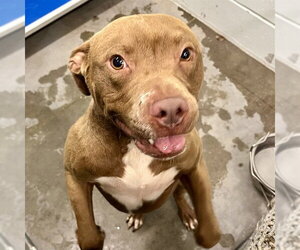 American Staffordshire Terrier Dogs for adoption in Tavares, FL, USA