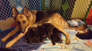 Mother of the German Shepherd Dog puppies born on 09/20/2016